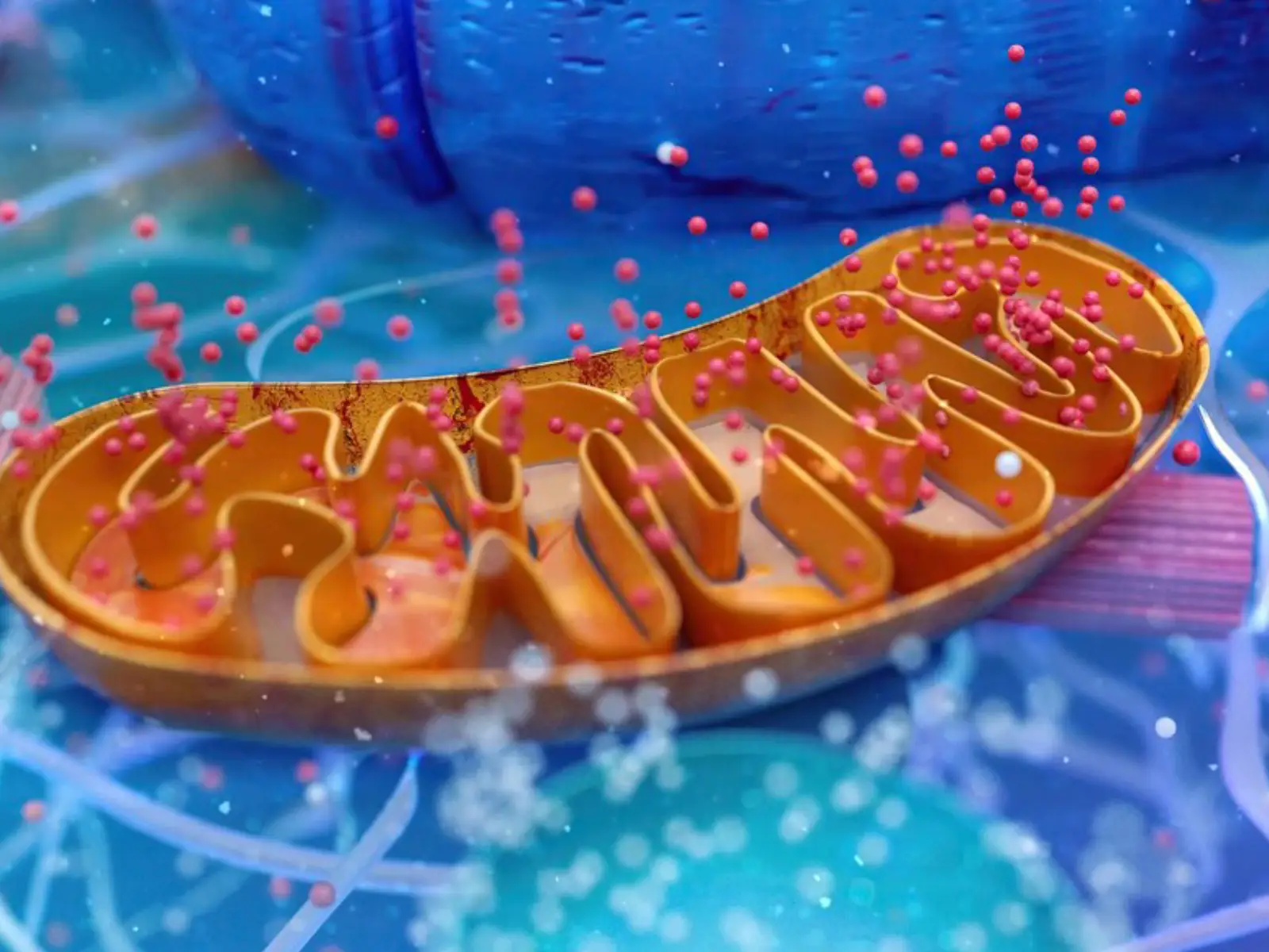 The Dual Receptor Agonist Mechanism of Tizepatide Obesity
